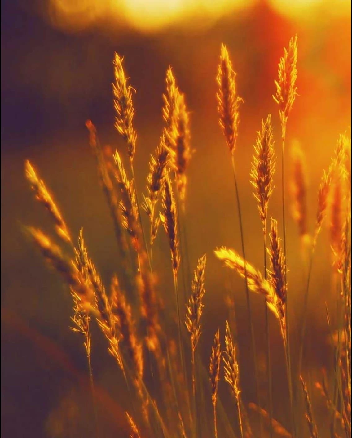 Broadening the Food Security Value Chain