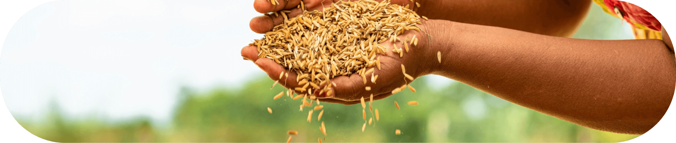 Nigeria Food Security Project